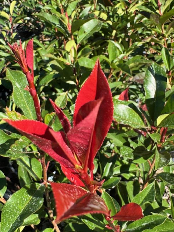 Photinia Red Robin