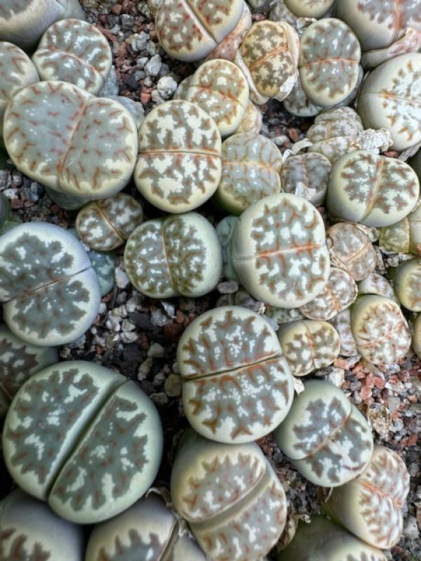 Lithops dorotheae C300