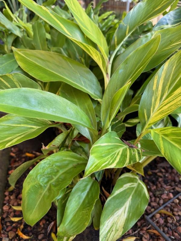 Alpinia zerumbet 'Variegata'  