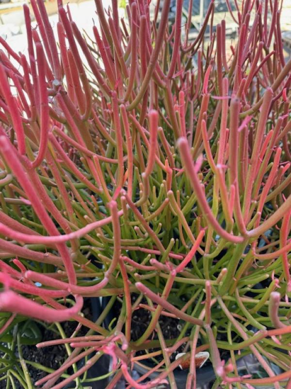 Euphorbia tirucalli 'Firesticks'