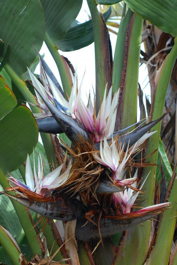 Strelitzia nicholai