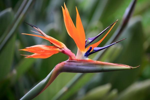 Strelitzia reginae