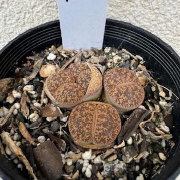  Lithops lesliei minor