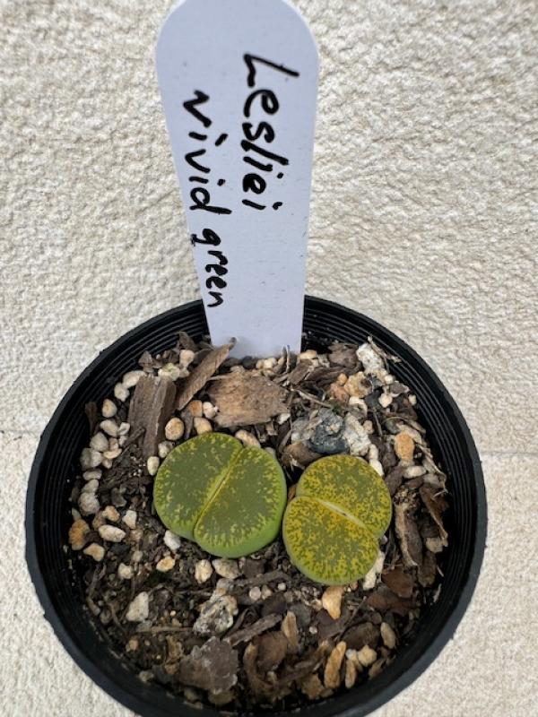 Lithops lesliei cv. Vivid Green