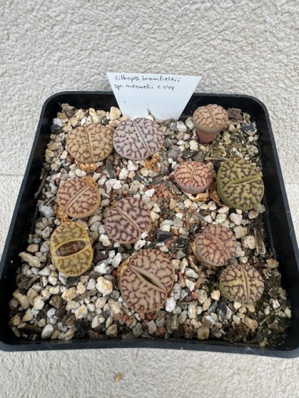 Lithops bromfieldii mennelii C044