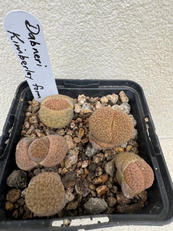 Lithops hookeri var. dabneri Kimberley form 