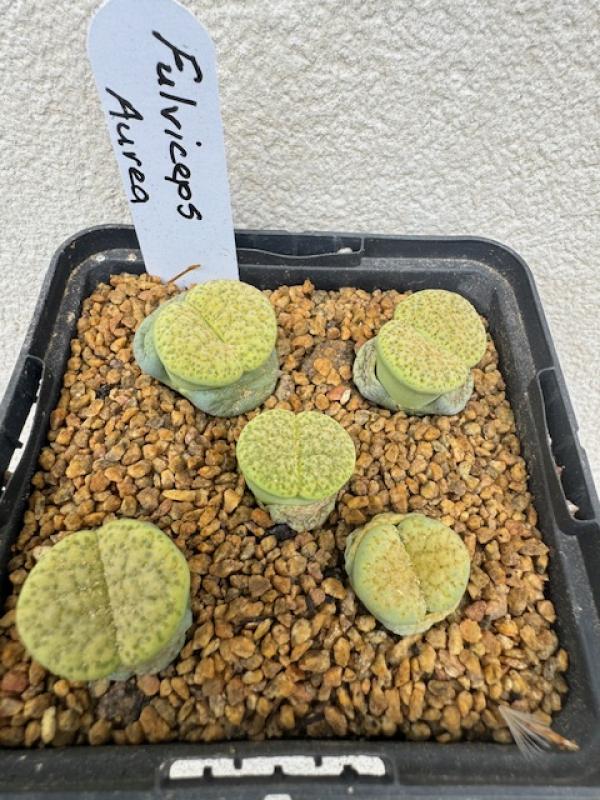 Lithops fulviceps aurea