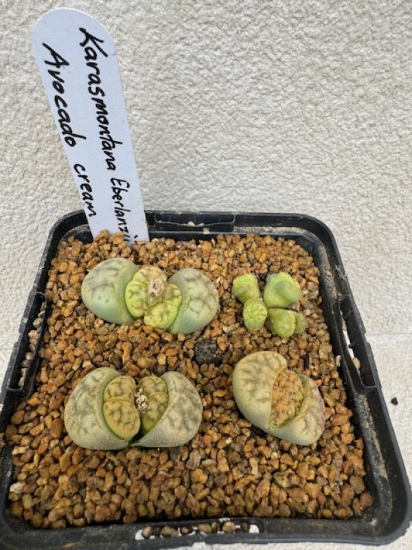 Lithops karasmontana eberlanzii 