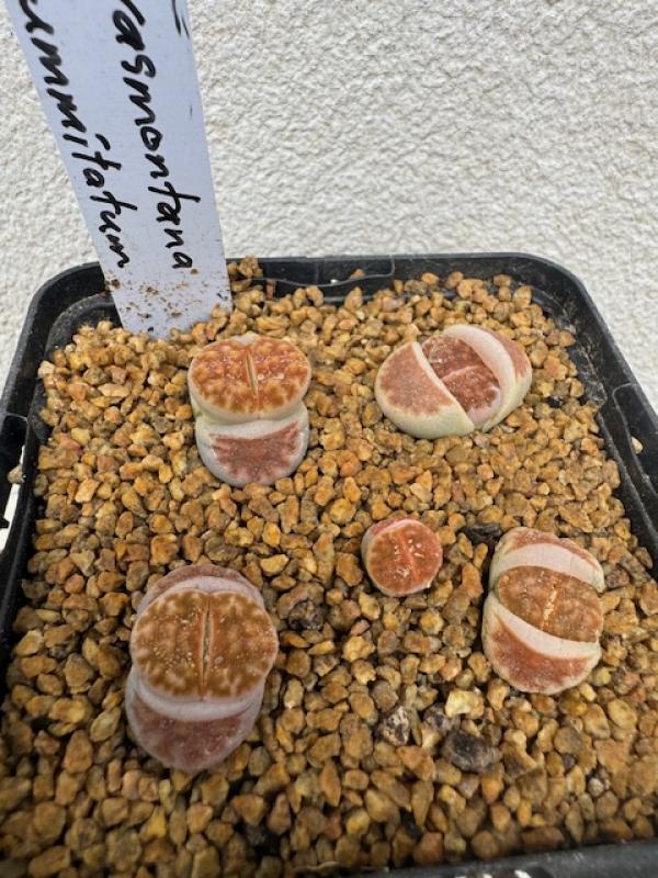 Lithops karasmontana Summitatum