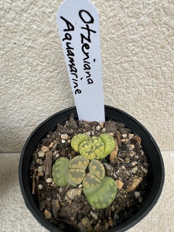 Lithops otzeniana 