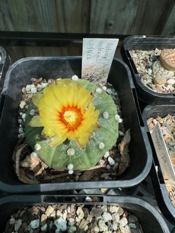 Astrophytum asterias