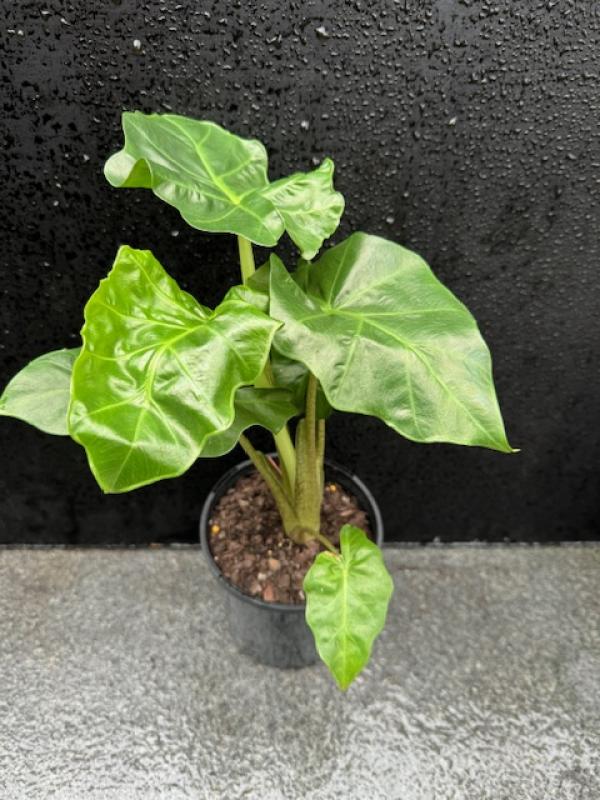 Alocasia macrorrhizos Low Rider