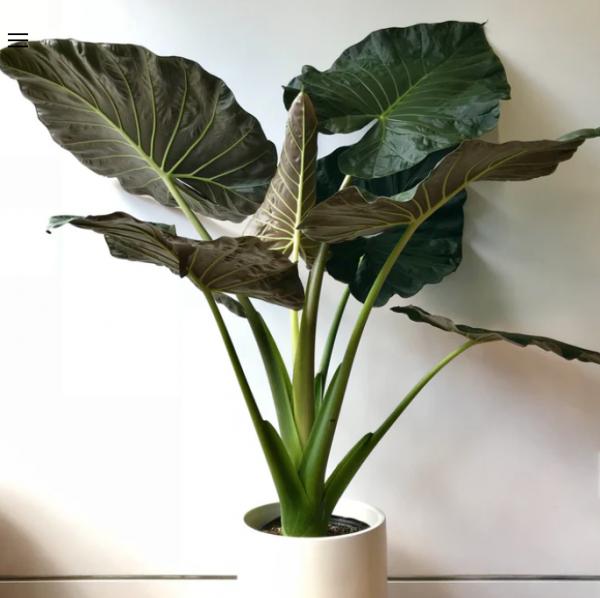 Alocasia Regal Shield