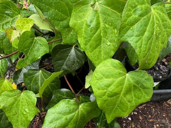 Hedera canariensis 