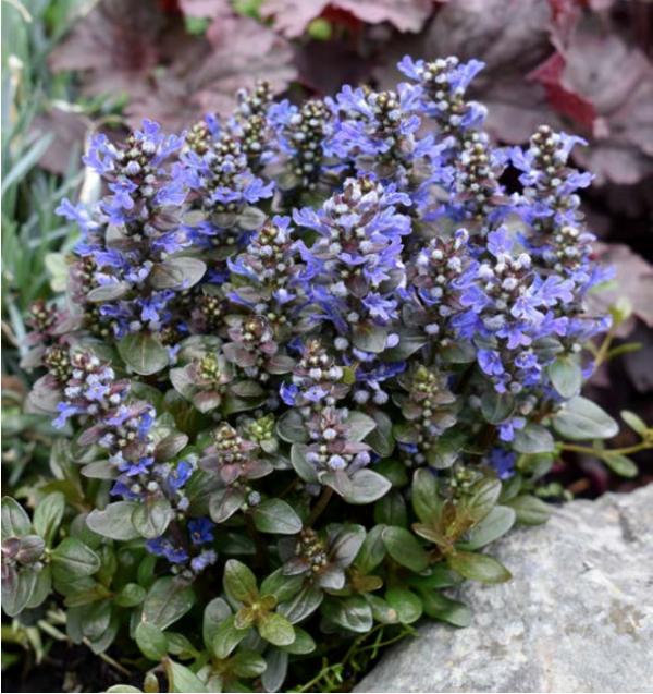 Ajuga Reptans