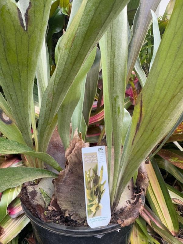 Platycerium bifurcatum Netherlands Elkhorn Fern Single Offset