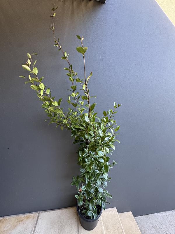 Trachelospermum jasminoides / Star Jasmine