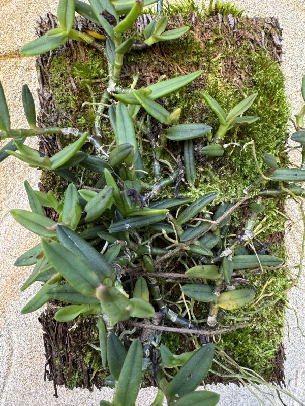 Mounted Epidendrum porpax