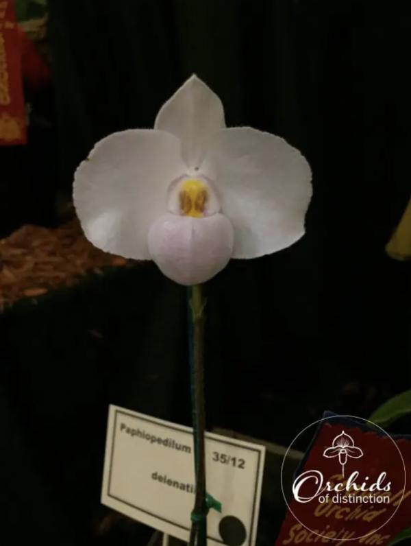 Paph delenatii (Giant x Round)