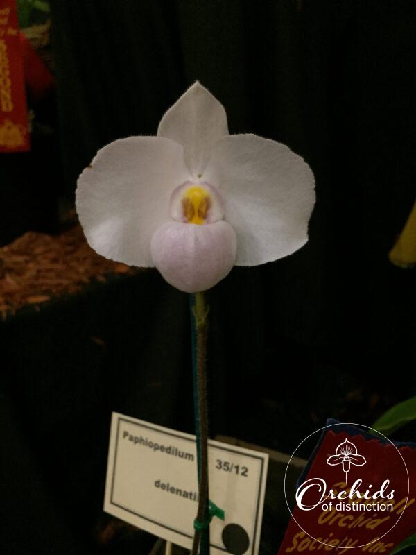 Paph delenatii x sukhakulii Spencer HCC/OSCOV