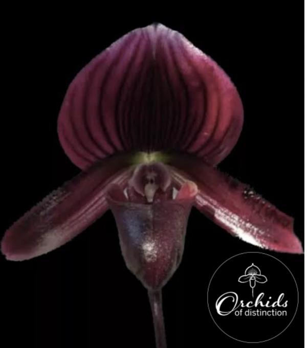 Paph Doya Impulse x Red Shift