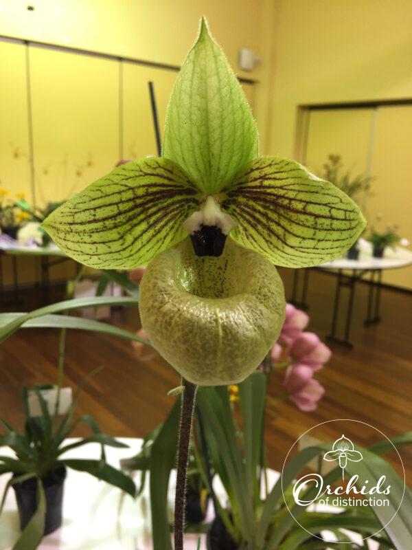 Paph malipoense