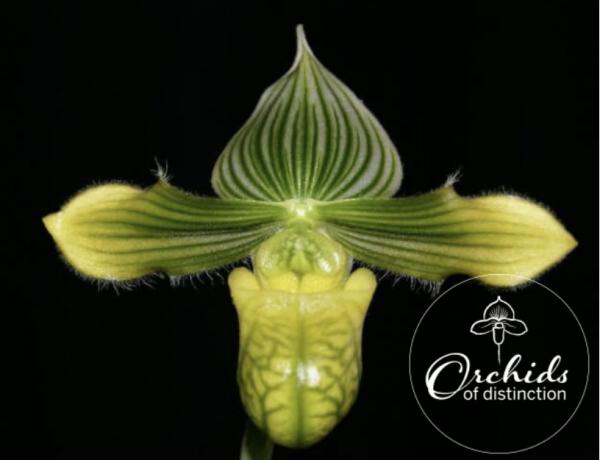 Platycerium bifurcatum Netherlands Elkhorn Fern