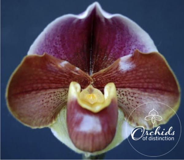 Paphiopedilum Cameron Ho Ollie FCC/AOC x self