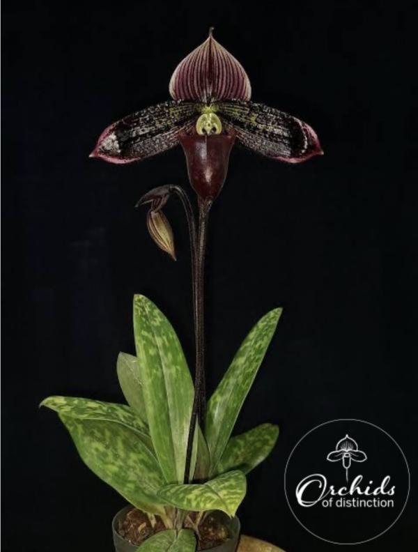 Paphiopedilum Macabre Tristar x self