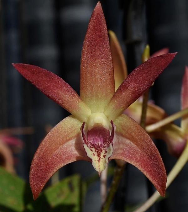 OoN Dendrobium Orchid 5035 Aussie Sheen X Spec Superstar 80mm Pots