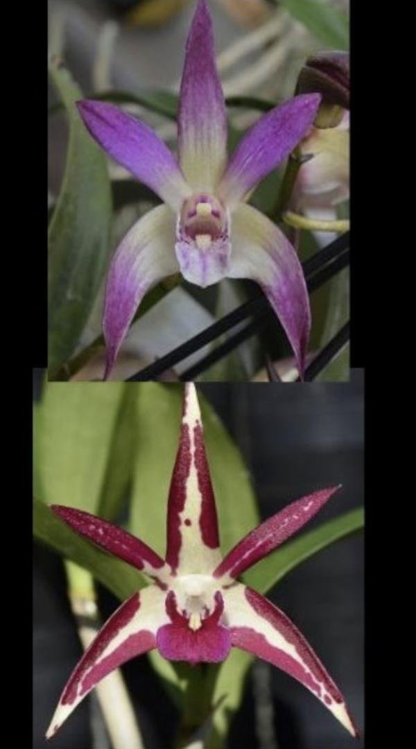 OON DENDROBIUM ORCHID SJS5335 STUNNING KIM X AUST COLOURFEST 80MMPOTS