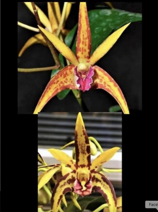 OoN Dendrobium Orchid SJS5354 Rutherford Starburst X Brimbank Uluru 80mm Pots