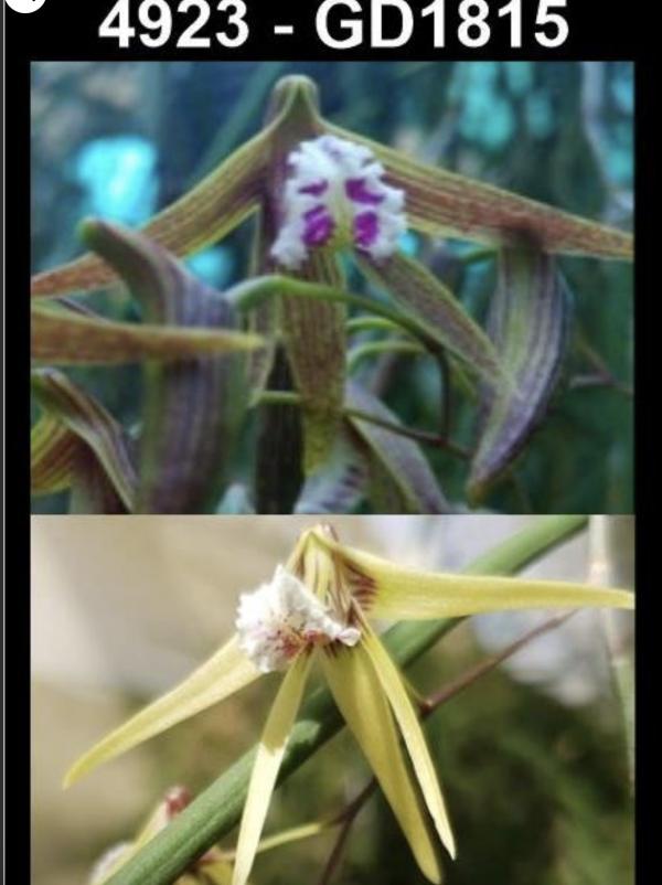 OoN Dockrillia GD 1815 Hot&Grumpy X (Doli XSuperRuffles) Orchid 4923 85mmBP