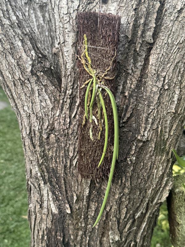 Mounted Dockrillia teretifolia