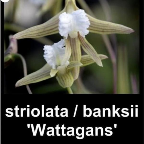 Platycerium bifurcatum Netherlands Elkhorn Fern