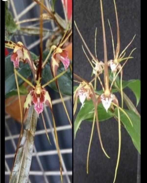 OoN Dendrobium Tetragonum V Giganteum OX Species Orchid (5978) Mounted (A)