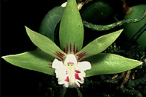 OoN Dockrillia Pugioniforme Orchid Species Mounted 100mm TF Rounds (S)