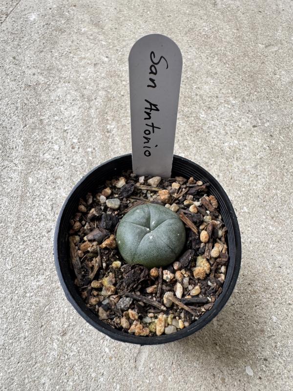 Lophophora williamsii var San Antonio