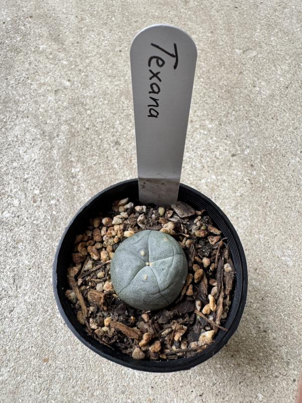 Platycerium bifurcatum Netherlands Elkhorn Fern