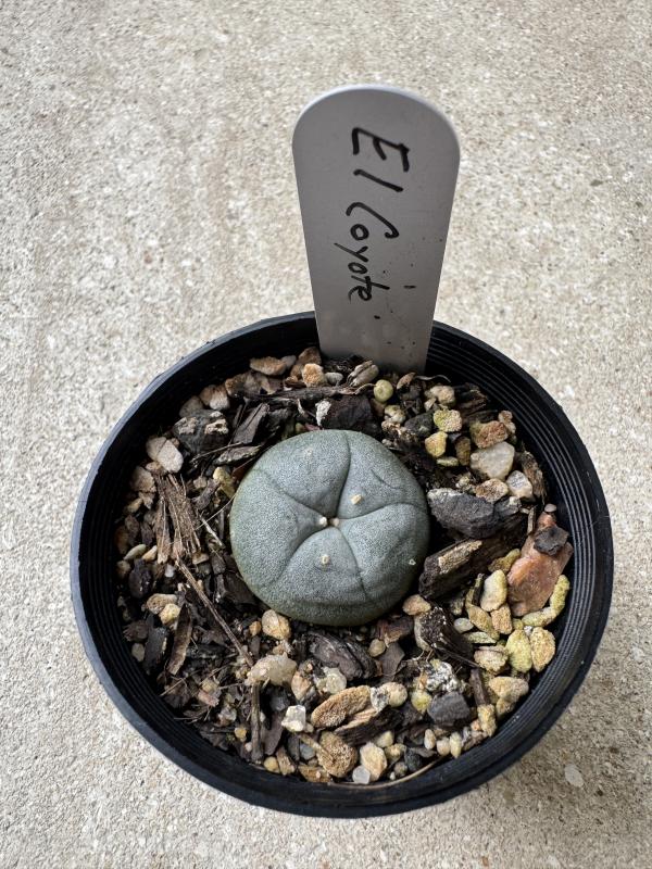 Platycerium bifurcatum Netherlands Elkhorn Fern