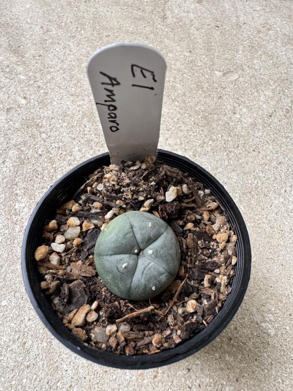 Platycerium bifurcatum Netherlands Elkhorn Fern