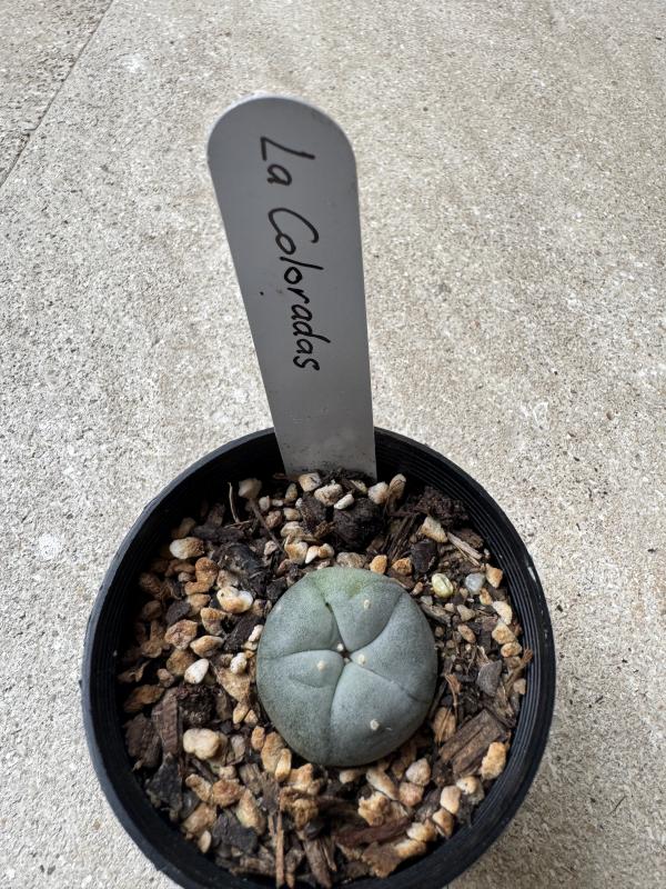 Lophophora williamsii var La Colorados