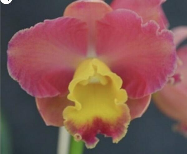 OoN Cattleya Orchid Lawranna Sunset SangMo 4385 Mericlones 85mmP NFS