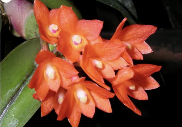 OoN Sophronitis Cernua Species Miniature Orchid Mounted