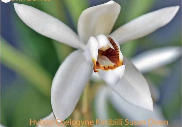 Platycerium bifurcatum Netherlands Elkhorn Fern