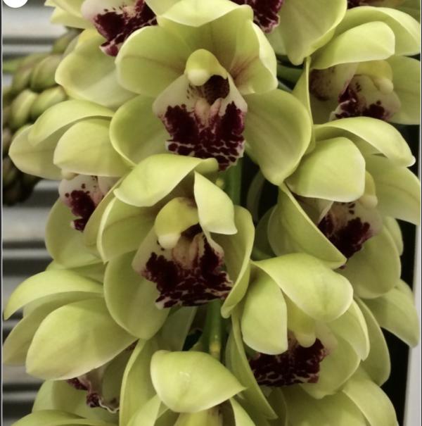 Platycerium bifurcatum Netherlands Elkhorn Fern
