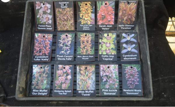 OoN 10 Assorted Cymbidium Mericlones Orchids In 68mm Pots (G)