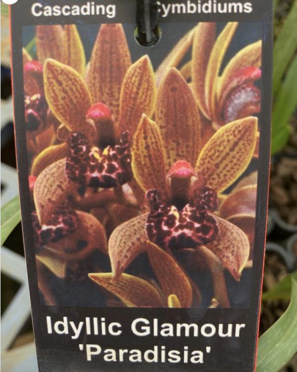 OoN Cymbidium Orchid Idyllic Glamour Paradisia (SJS 3901) 68mm and 85mm Sq Pot