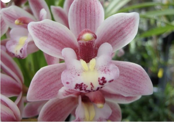 OoN Cymbidium Orchid Little Sarah Pink Cascade (5251) 68mmPot