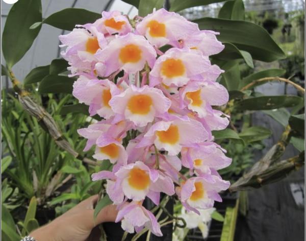 OoN Dendrobium Floralia (Mousmee X Farmeri) Indian Den Hybrid 100mmPots